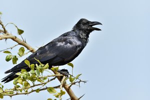to caw