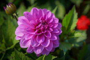la dalia