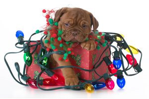 to get tangled up