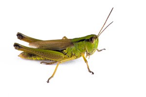 grasshopper