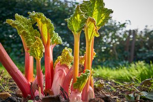 rhubarb