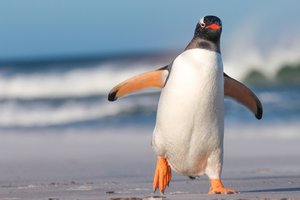 andar como un pato