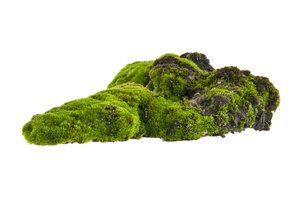 moss