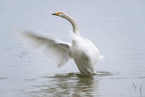 to flap its wings