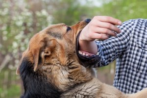 bite
