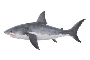 el gran tiburón blanco