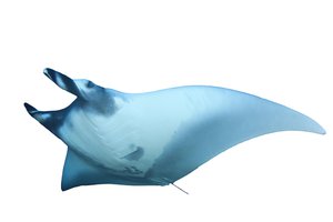 la mantarraya