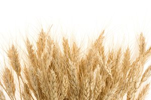 barley
