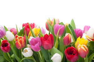 florecer