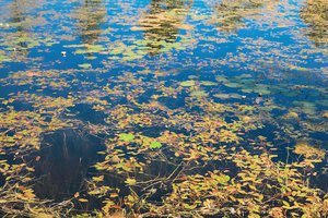 to rise to the surface