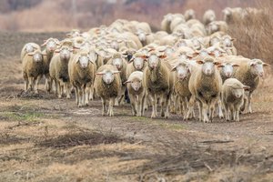flock