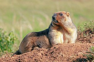 la marmota