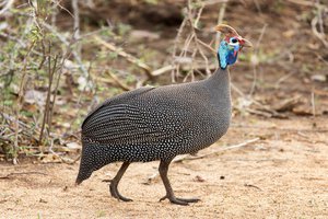 la gallina de Guinea