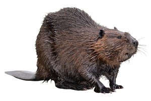 beaver