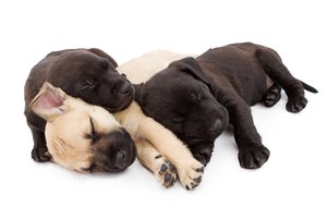 to cuddle