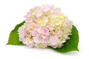 la hortensia