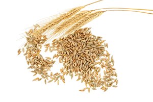 rye