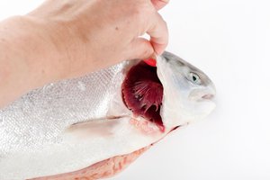 las agallas de los peces