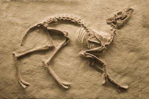 la extinción animal