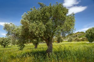 olive tree