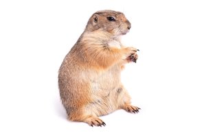 el perro de las praderas