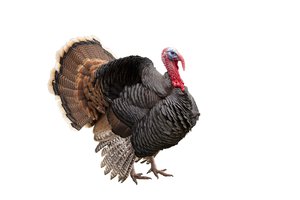 el pavo