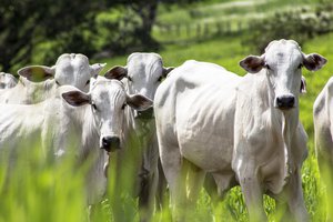 livestock