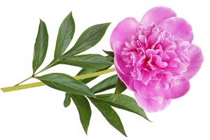 la flor