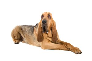 bloodhound