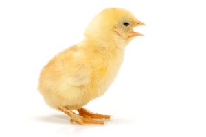 to cheep