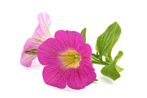 la petunia