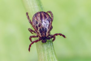 mite