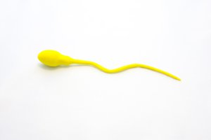 sperm