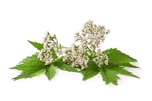 la valeriana