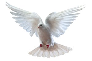 dove