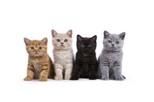 felino