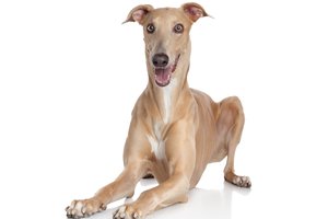 greyhound