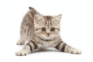 el gatito, la gatita