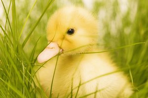 duckling