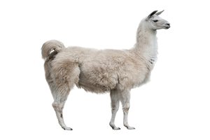 male llama