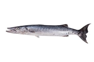barracuda