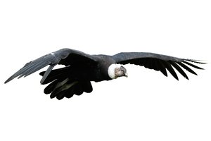 condor