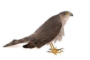 sparrow hawk
