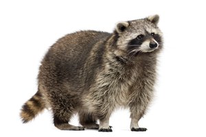 el mapache