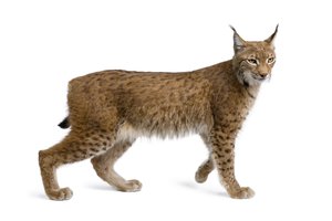el lince