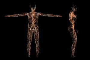 nervous system