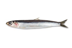 anchovy