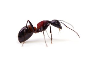 ant