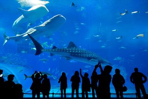 aquarium