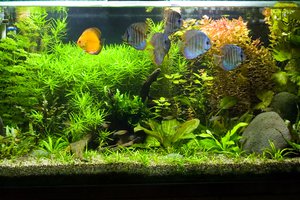 el acuario